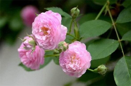 蔷薇花虫害及预防和治疗办法