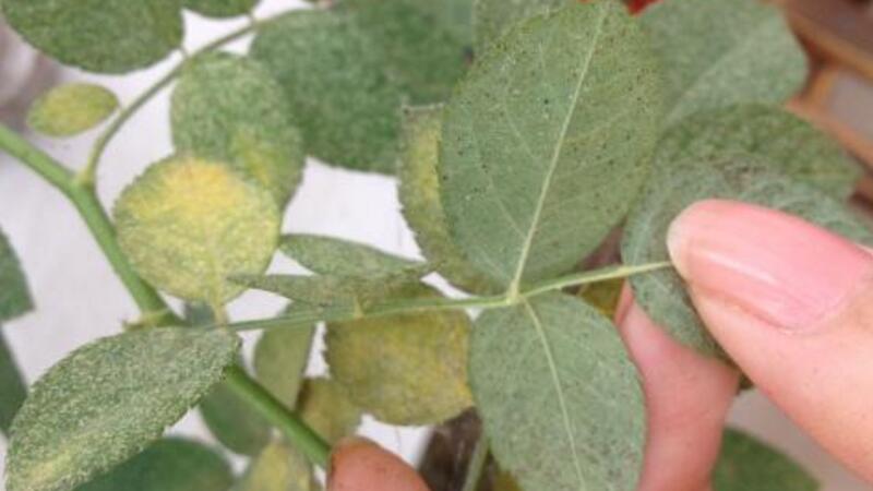 蔷薇叶子发黄如何办