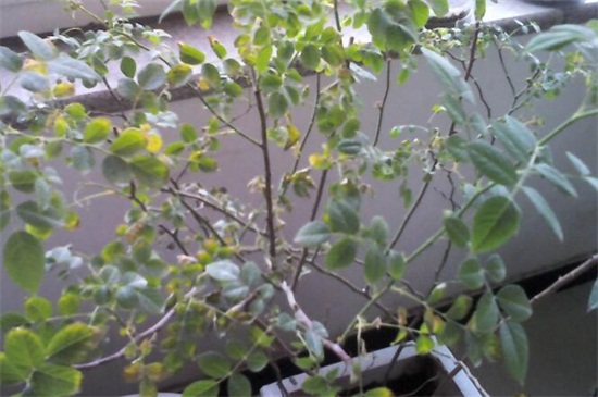 蔷薇叶子发黄如何办