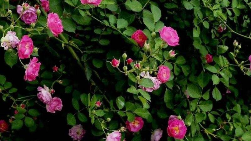 蔷薇花如何不开花