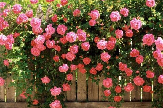 蔷薇花如何不开花