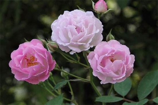 蔷薇花如何不开花
