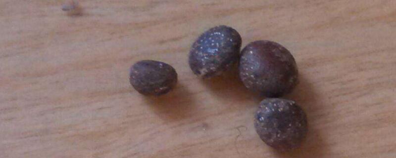 蔷薇花如何种植