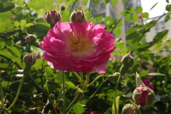 蔷薇花如何种植