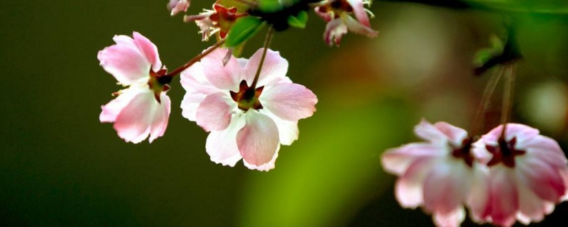 海常花家庭如何养殖