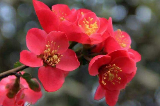 海常花家庭如何养殖