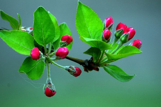 海常花家庭如何养殖