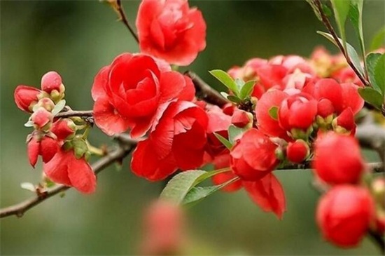 海棠花有虫子喷什么药