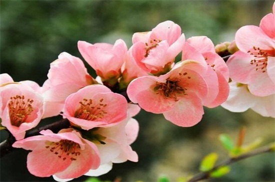 海棠花有几种，盘点五种常见海棠花