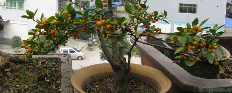 金豆扦插最简单办法