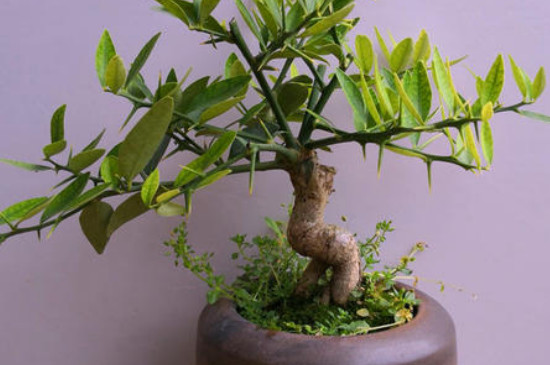 金豆扦插最简单办法