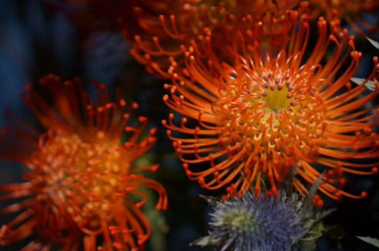 针垫花花期多久