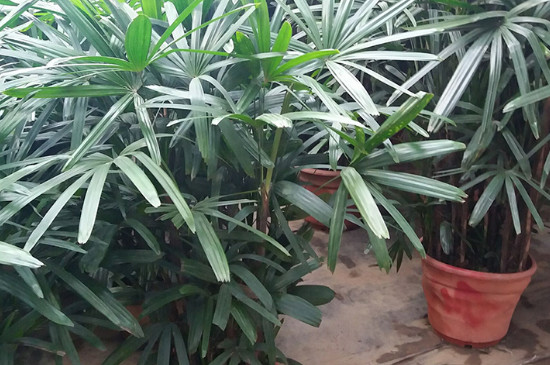 金山棕竹的养殖办法和留意事项