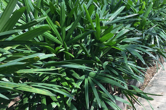 金山棕竹的养殖办法和留意事项