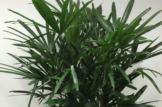 金山棕竹的养殖办法和留意事项