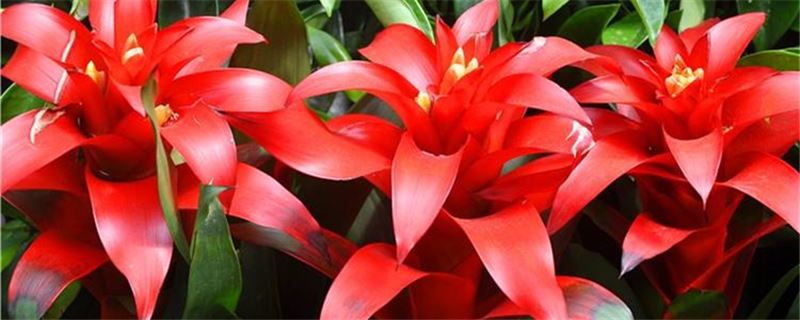 鸿运当头花如何养