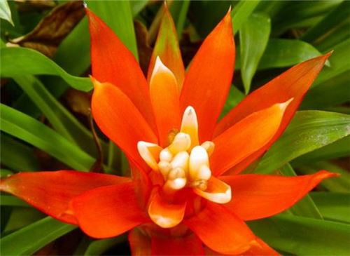 鸿运当头花如何养