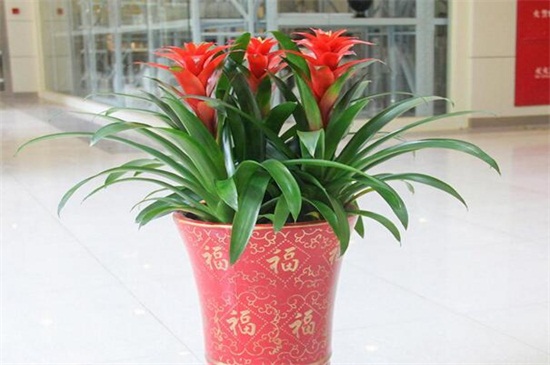 鸿运当头如何养才红