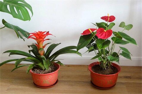 鸿运当头如何养才红