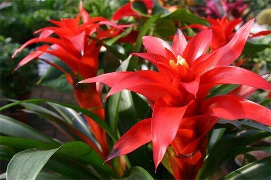 鸿运当头花烂了如何办