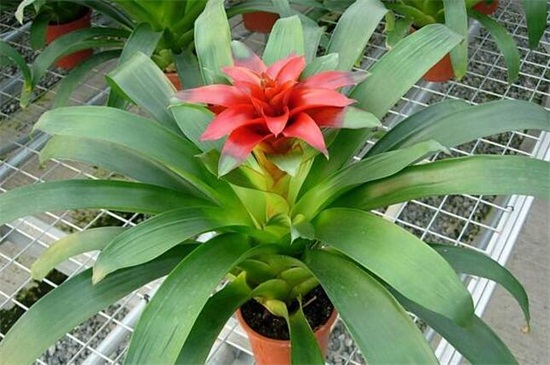 鸿运当头花烂了如何办