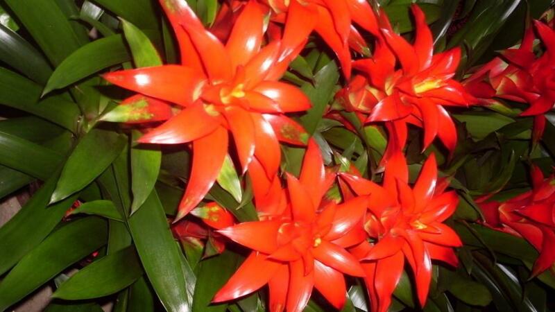 鸿运当头花如何养