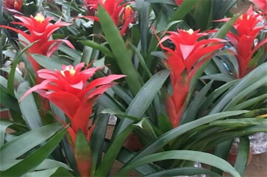 鸿运当头花如何养