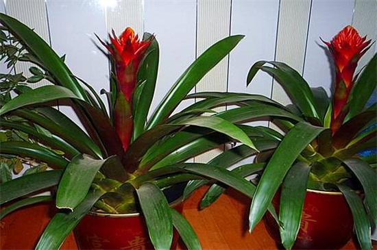 鸿运当头花如何养