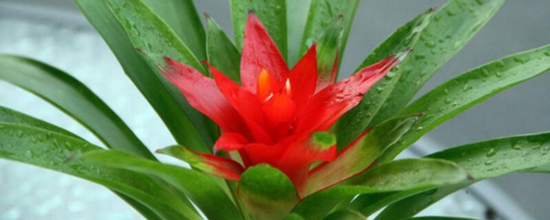 鸿运当头如何修剪