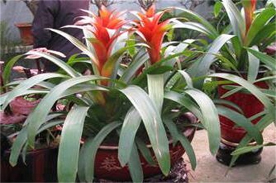 鸿运当头如何修剪