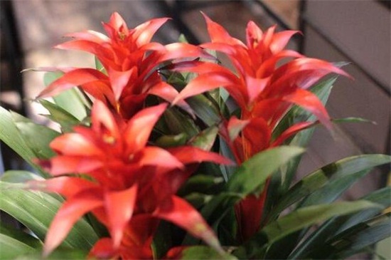 鸿运当头如何修剪