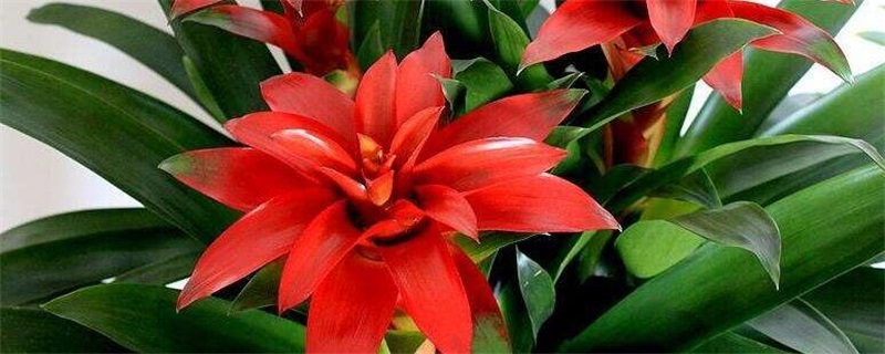 鸿运当头花养殖办法