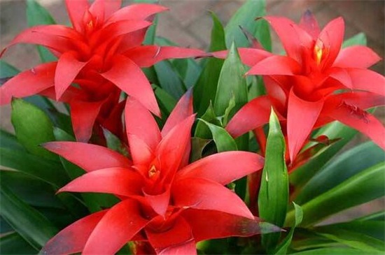 鸿运当头花养殖办法