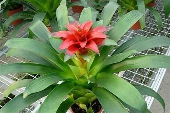 鸿运当头花养殖办法