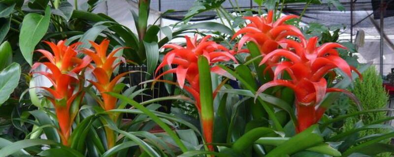 鸿运当头花如何养