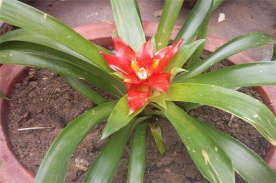 鸿运当头花如何养