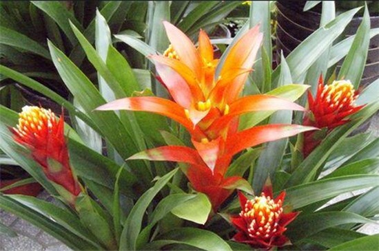 鸿运当头花如何养