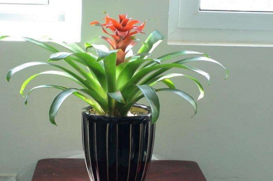 鸿运当头花绿了如何办，3种办法巧处理