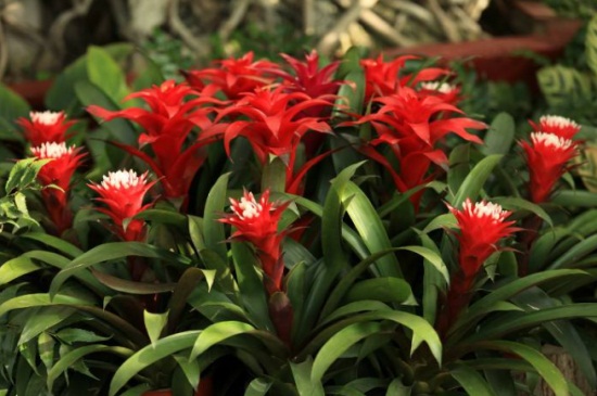 鸿运当头花绿了如何办，3种办法巧处理