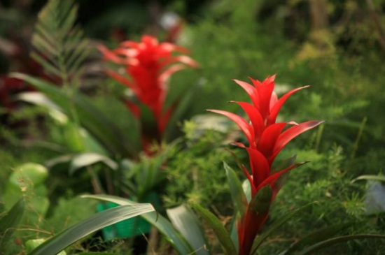 鸿运当头花绿了如何办，3种办法巧处理