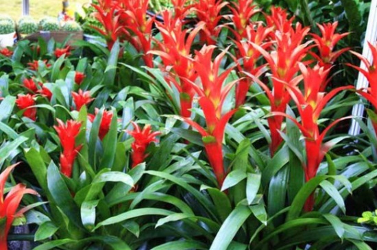 鸿运当头花绿了如何办，3种办法巧处理