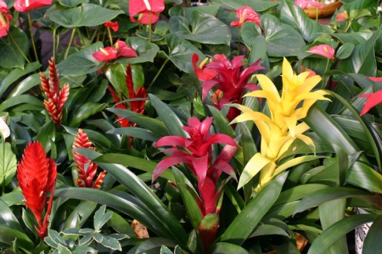 鸿运当头花绿了如何办，3种办法巧处理