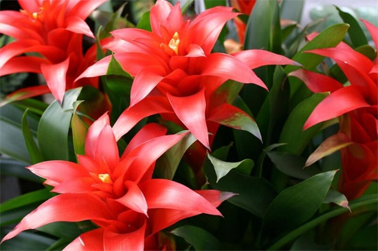 鸿运当头可以养两颗吗，鸿运当头一盆养几颗好