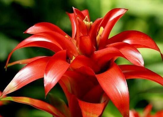 鸿运当头花如何养才红，温度光照肥料水分土壤缺一不可