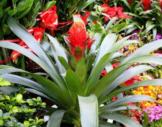 鸿运当头花如何养才红，温度光照肥料水分土壤缺一不可