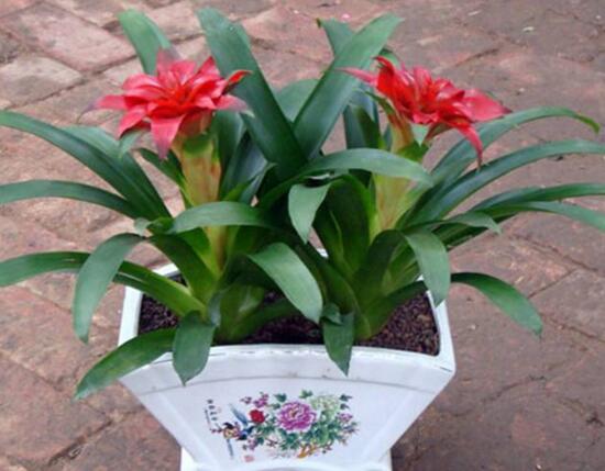 鸿运当头花如何养才红，温度光照肥料水分土壤缺一不可