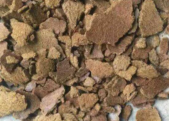 鸿运当头花如何养才红，温度光照肥料水分土壤缺一不可