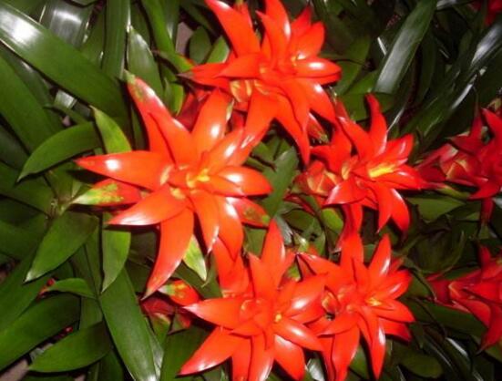 鸿运当头花如何养才红，温度光照肥料水分土壤缺一不可