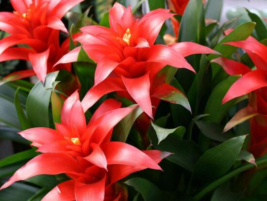 鸿运当头花如何养才红，温度光照肥料水分土壤缺一不可