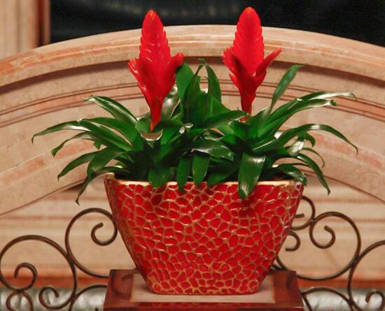 鸿运当头花如何养才红，温度光照肥料水分土壤缺一不可